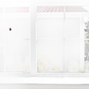 Butterfly In The Window