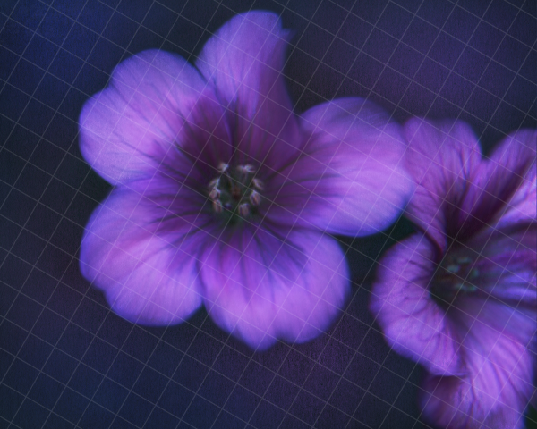 Purple Passion single texture