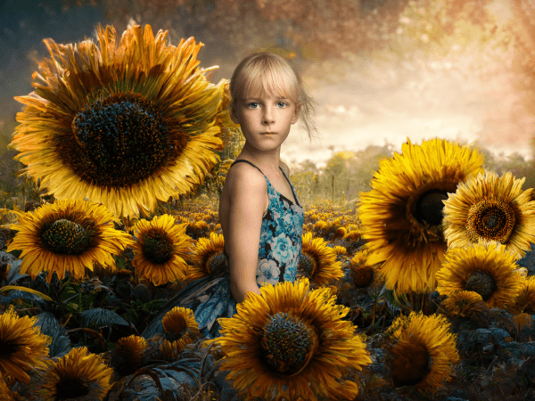 Walk Among the Sunflowers - Image 2