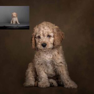 Fine Art Painterly Pets Collection