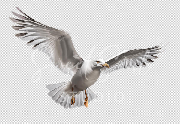 Lost at Sea Collection - Image 9