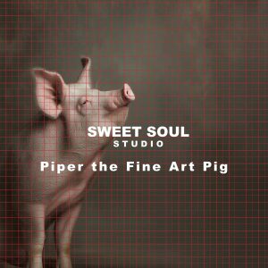 Piper the Fine Art Pig