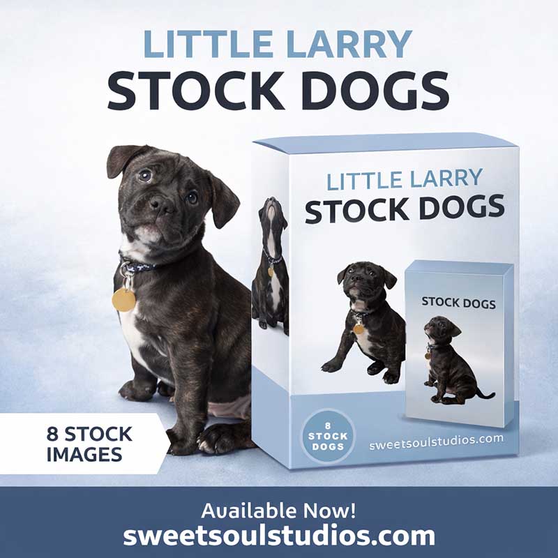 Stock dog - Little Larry