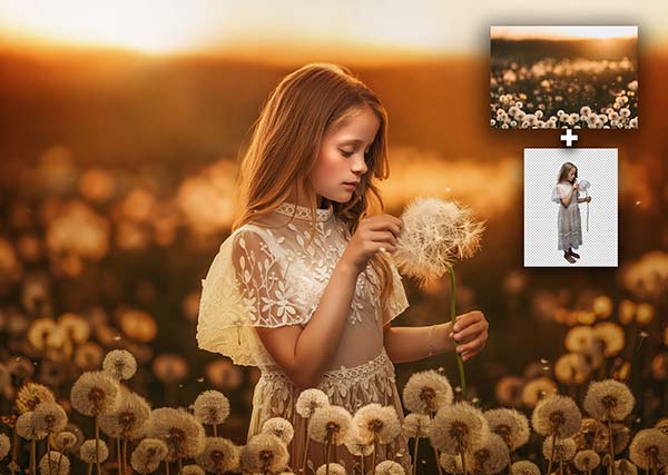 The Golden Dandelion Field